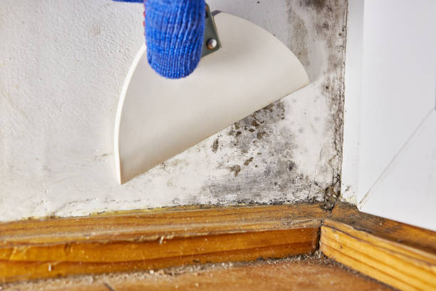 Best Mold Removal for HVAC Installations  in Lafayette, IN