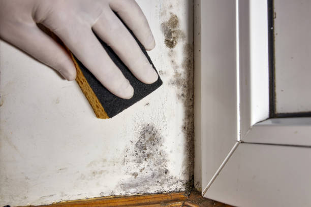 Best Attic Mold Removal  in Lafayette, IN